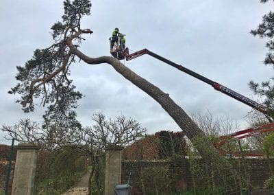 Tree surgeons working from platform on dangerous pine