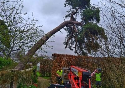 A cherry picker was required to work on the dangerous tree