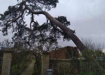 Large pine leaning dangerously garden wall