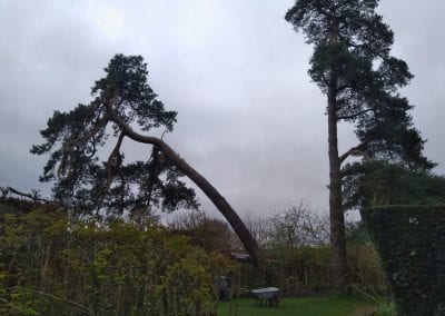 Large pine leaning dangerously garden wall