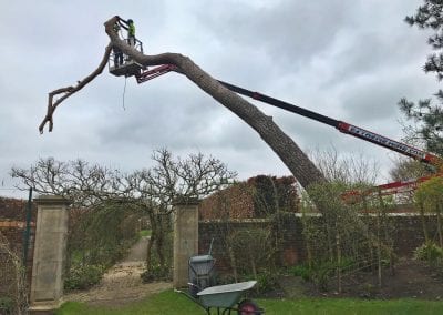 Tree surgeon on cherry picker, having removed branches