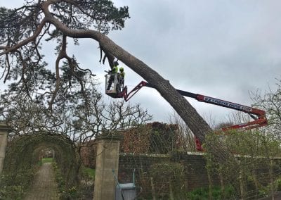 Two Tree surgeons in cherry picker, working on fallen pine