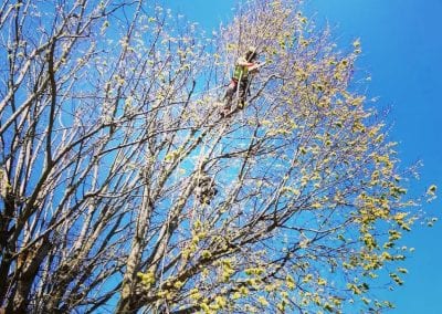 Trimming high tree branches