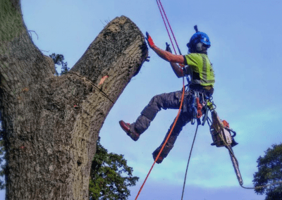 Tree surgeon carrying out rope work