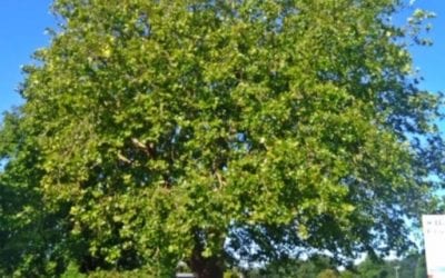 Nuisance London Plane Tree – Hailsham, East Sussex