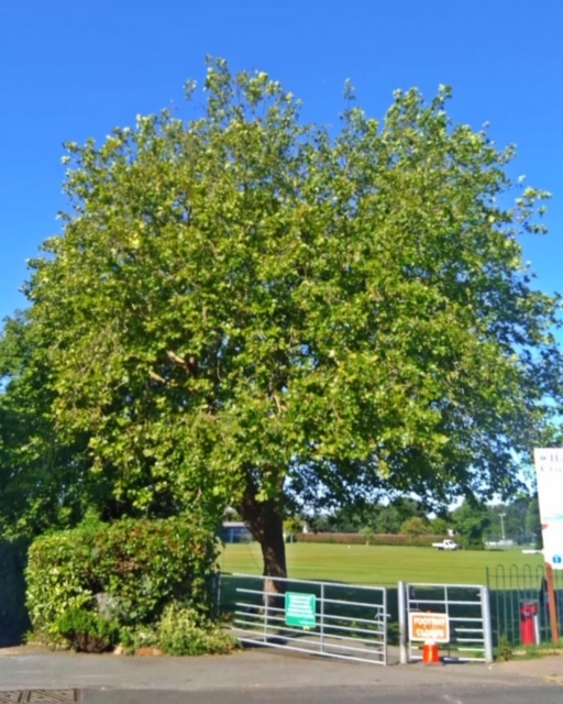 Nuisance London Plane Tree – Hailsham, East Sussex