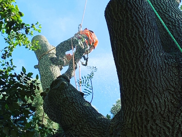 Ash crown reduction