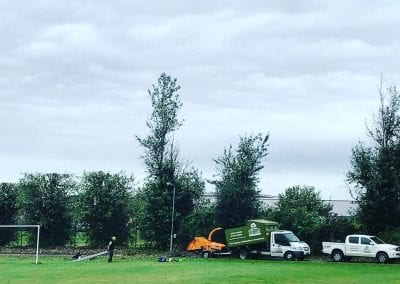 Poplar trees height Reduction